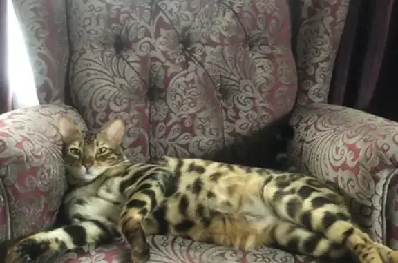 Пропала кошка, Павловская ул. 2, Низино