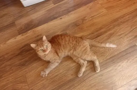 Найдена кошка, пр. Мира, 114 к3, Кострома