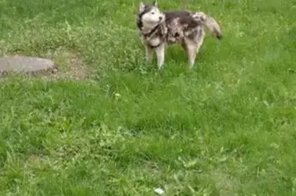 Собака найдена: Казань, Татарстан