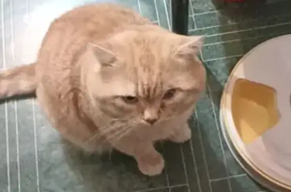 Пропала кошка, Ново-Молодёжный 11, Самара