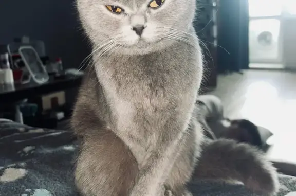 Пропала вислоухая кошка, Ангарск, 23