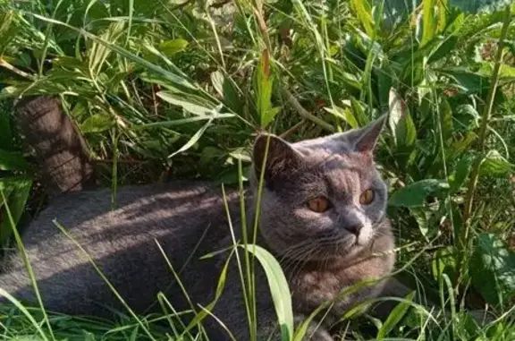 Пропала серая кошка, Озёрная ул., 8