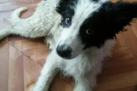 Щенок найден: пер. Кузнецова, 14, Ульяновск