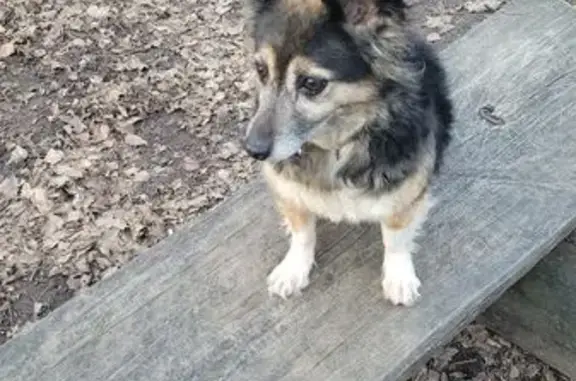 Собаки потеряшки, Изборск, фото: Потеряшка собака, Никольская ул., Изборск