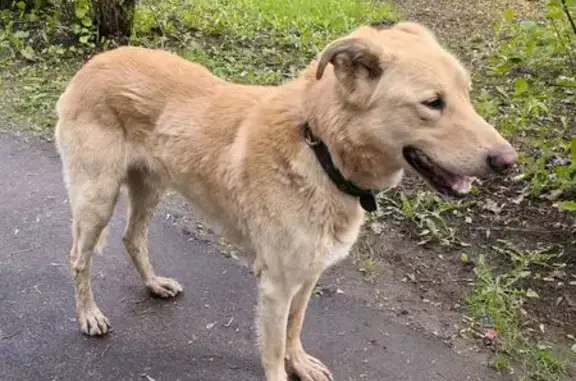 Собака найдена на Маяковского, 15, Королёв