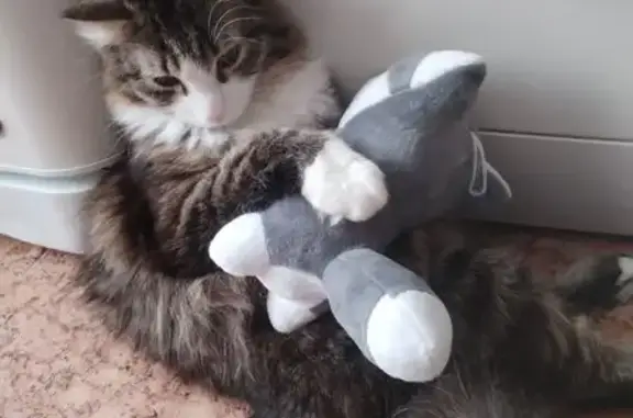 Пропала кошка, ул. Ускова, 12, Барнаул