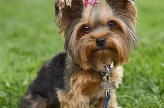 Собаки потеряшки, Яндыки, фото: Потеряшка собака, ул. Кирова, Яндыки