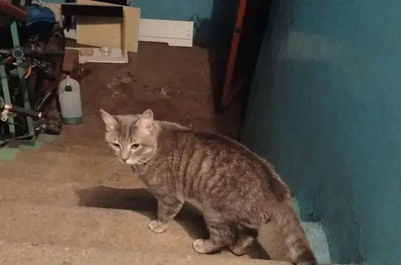 Кошка найдена: Шевченко, 6А, Мурманск