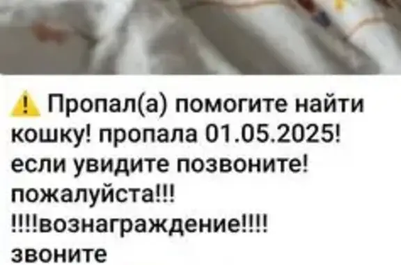 Пропала кошка, Измайловский проспект