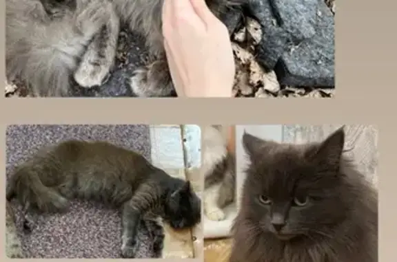 Пропала кошка, Уфа, Сун-Ят-Сена, 11