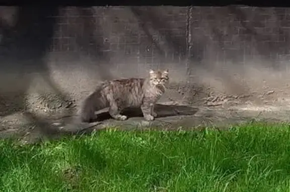 Найдена кошка, Колпино, фото: Кошка найдена: Трудящихся, 3, Колпино