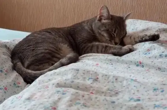 Пропала кошка, Кооперативная ул., Никольское