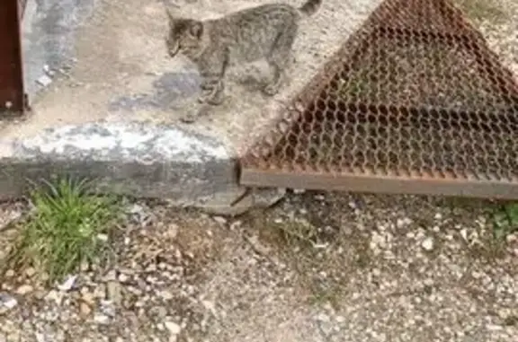 Найдена кошка, Лаврово, фото: Кошка найдена: Октябрьская ул, 2Б, Лаврово
