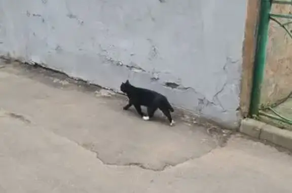 Найдена кошка, Москва, фото: Кот найден: Армянский переулок, 3/5 с4