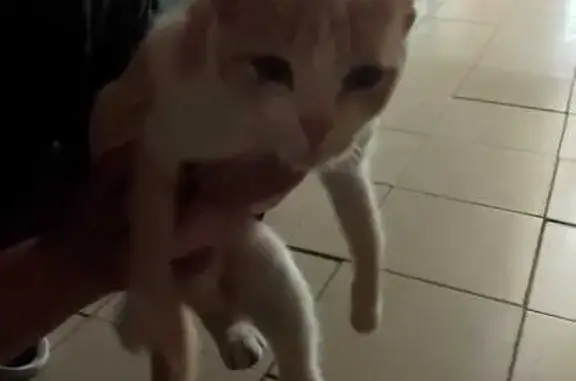 Кошка найдена на Ярмарочной улице, Чебоксары