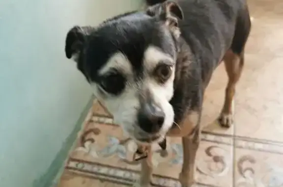 Собака найдена, Бескрайняя 63, Липецк