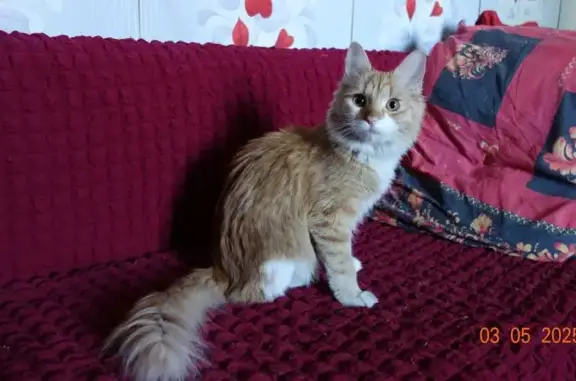 Найдена кошка, Белгород, фото: Кошка найдена: пер. Апанасенко, 16, Дивное