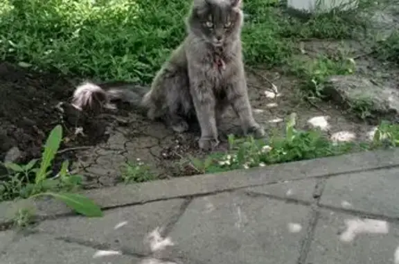 Найдена кошка, Белгород, фото: Кошка найдена: Белгородского Полка, 34