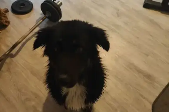 Собака найдена на Станционной улице