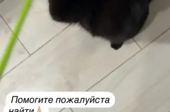 Потерянные животные Засечное, фото: Пропала черная кошка, Семейная 11, Засечное