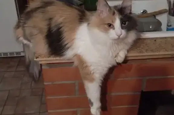 Кошки потеряшки, Великий Новгород, фото: Потеряшка кошка на Андреевской, 10/13