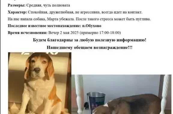 Пропала собака у д. Обухово, 12
