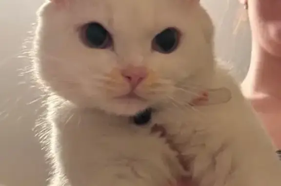 Пропала белая кошка, Нижегородская ул.