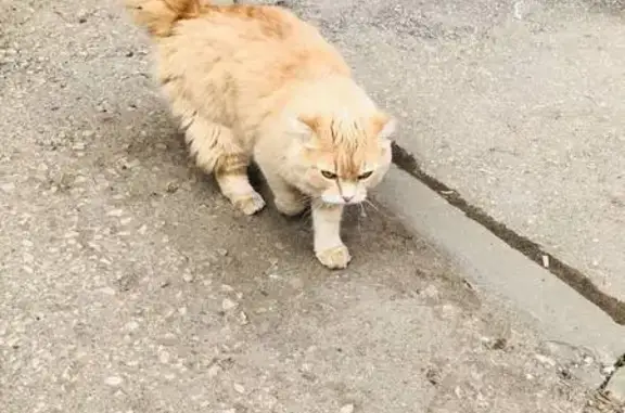 Кошка найдена: пр-кт Кирова 143, Самара