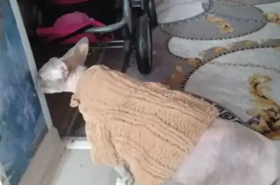 Кошки потеряшки, Ейск, фото: Потеряшка кошка на Повстанческой, 65, Ейск