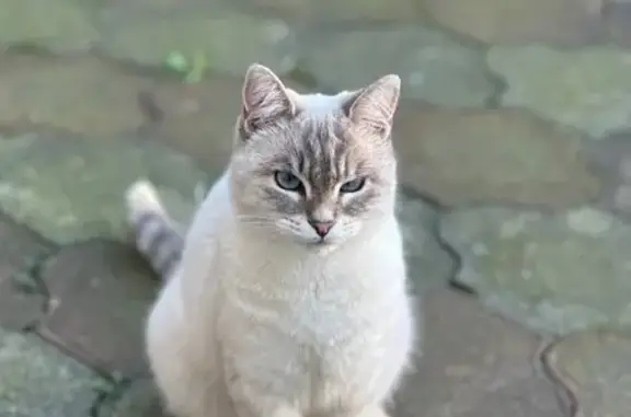 Пропала кошка, Загородная 9, Сочи