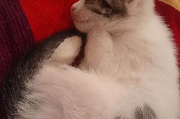 Потерянные животные Астана, фото: Пропала белая кошка, ул. Ауэзова, 39, Астана