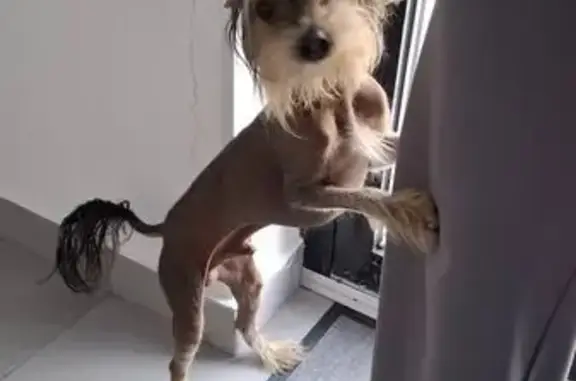 Собака найдена: Красный Путь, 155 к4, Омск