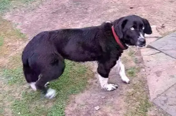 Найдена собака, Рязановский, фото: Собака найдена, Калинина 33, Рязановский