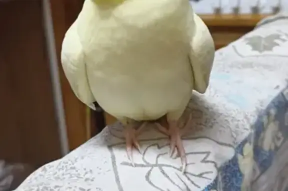 Пропала птица, Борское с/п, Ленобласть