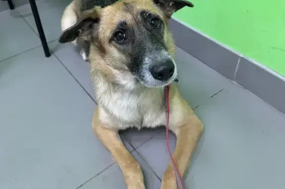 Найдена собака, Москва, фото: Собака найдена: Дмитровское шоссе, 5 к1