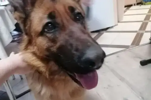 Найдена собака, Томск, фото: Овчарка найдена, Томск, 5-я Заречная 25