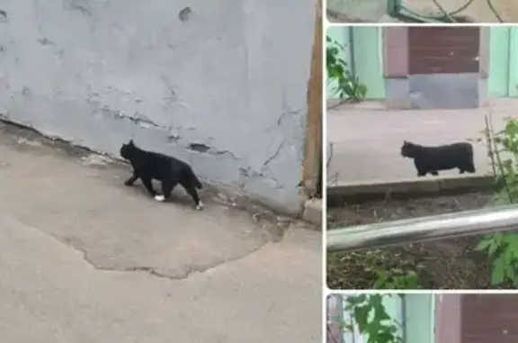 Кошка найдена: Чистопрудный бул., 2 с6