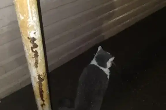 Серая кошка найдена на Каминского, 4А