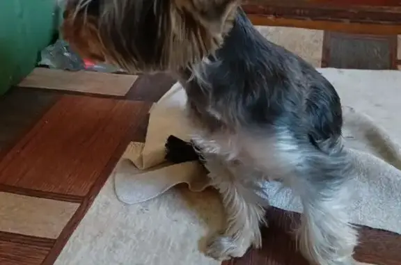 Найдена собака, , фото: Собака найдена: Комитетская, 53, Рассказово