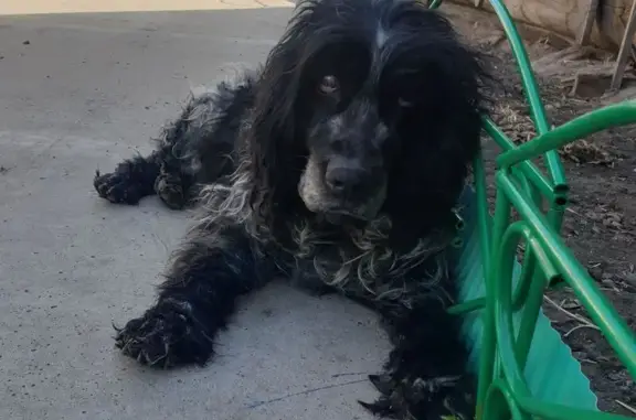 Найдена собака, Новожилкино с, фото: Чёрный спаниель найден в Новожилкино