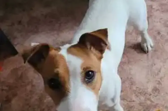 Найдена собака, Ворошилова 61, Хабаровск