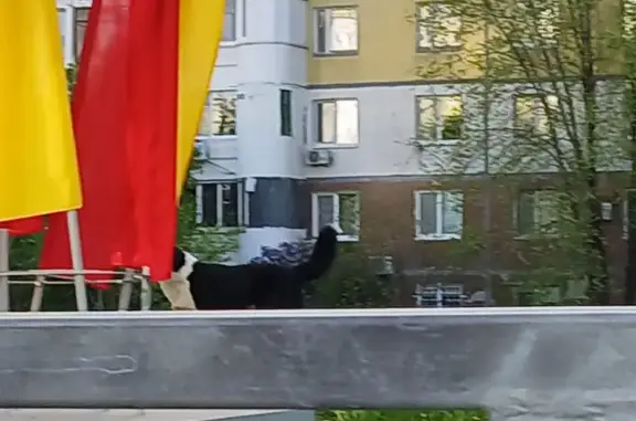 Найдена собака, Самара, фото: Собака найдена на Демократической, Самара