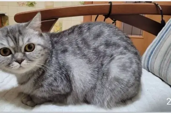 Найдена кошка, Зареченская ул. 1 к2, Орёл