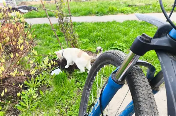 Кошка у детской площадки, Академическая 10