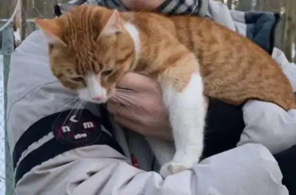 Пропала рыжая кошка, Сосново, Ленобласть