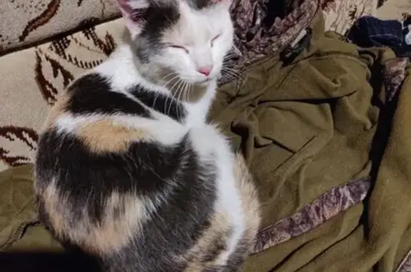 Кошка найдена: Вузовский пер., 7, Красноярск