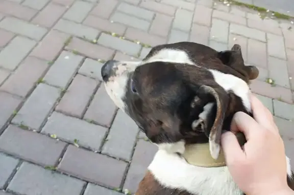 Найдена собака, Батайск, фото: Найдена собака, ул. Луначарского, 193