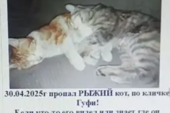 Пропала кошка на ул. Панькова, 22, Хабаровск