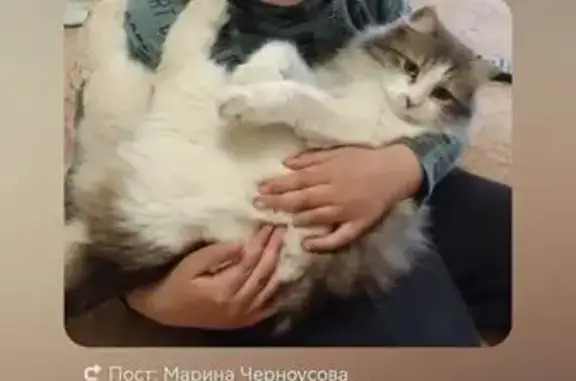 Кошки потеряшки, , фото: Потеряшка кошка, ул. Пигорева, 21, Курск