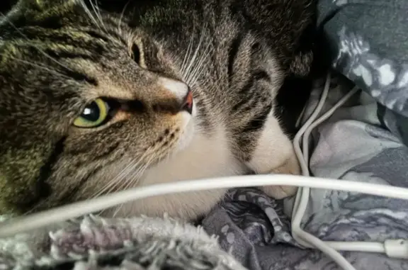 Кошки потеряшки, Малые Колпаны, фото: Потеряшка кошка, Центральная ул., 47